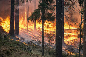 In Schweden breiten sich schwere Waldbrände aus